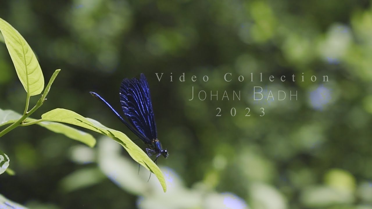 Staying wild 2017-2023  - Johan Badh