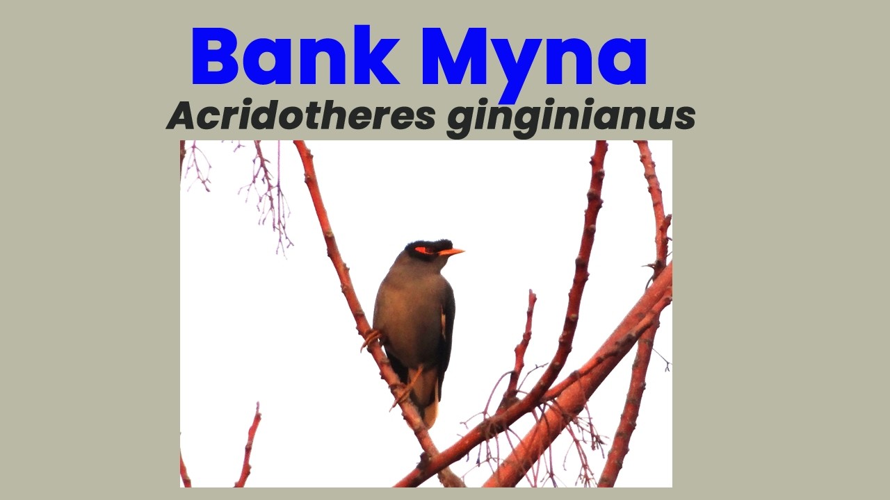 Bank Myna | Seasonal Occurrence & Mixed Adult–Juvenile Flock in Jagal, Haripur