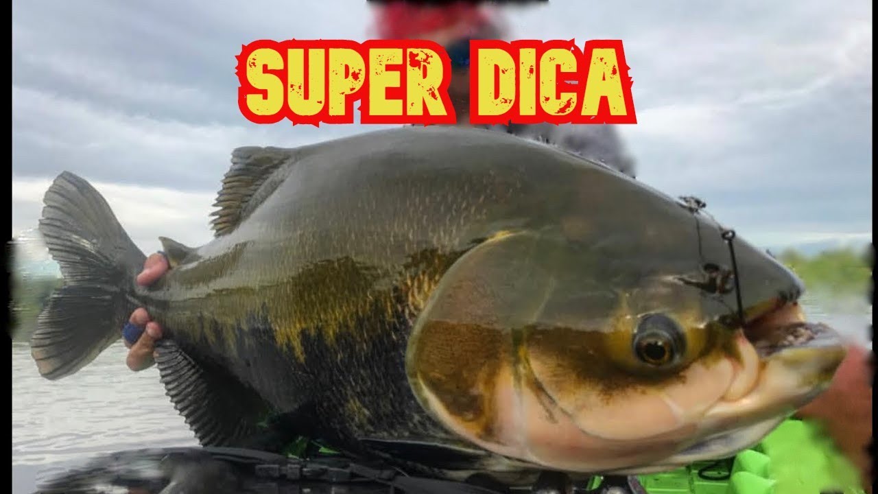 isca pra tamba ,a melhor isca pra tambaqui ,tambacu, e pacu pesqueiro Gar&ccedil;a branca.