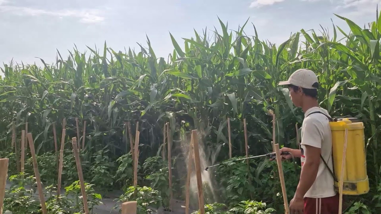 SMART PEST CONTROL WITH CREATIVE SPRAYER TOOLS FOR HEALTHY CHILI PLANTS - Agricultural Farming