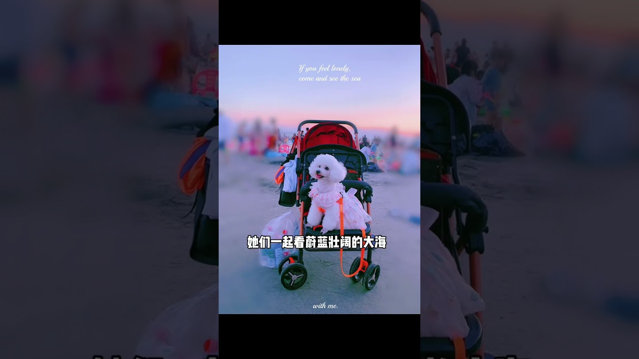 陪嫁小狗的6年。它和主人在双向的奔赴里，完成了一场无声的救赎。她们是彼此生命中无法替代的“唯一