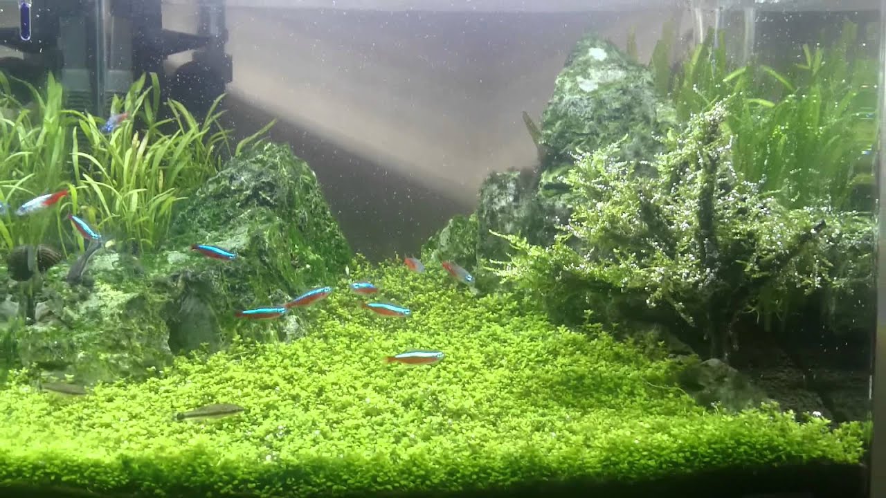 Dennerle scapers Tank 35L 15w Led