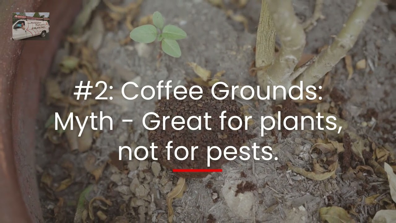 3 Natural Pest Solutions Put to the Test Are They Worth It?