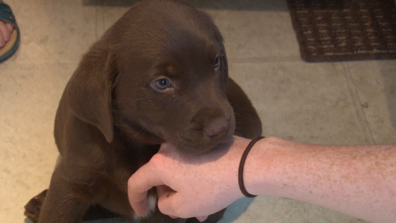 Diabetic Alert Dogs