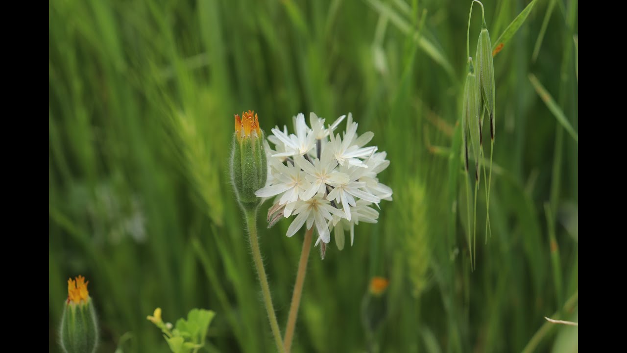 Achyrachaena mollis (blow wives)