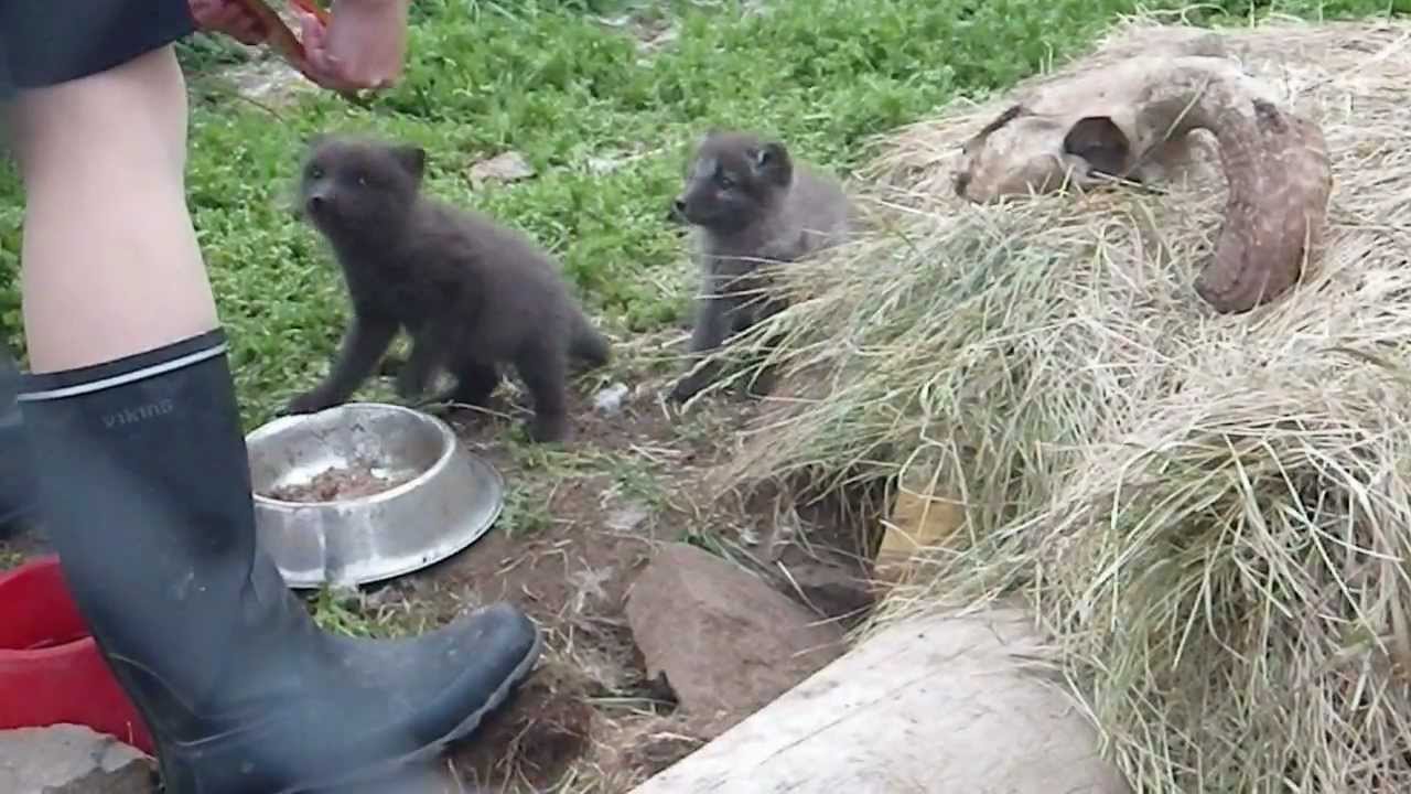 Icelandic Arctic Fox Pups