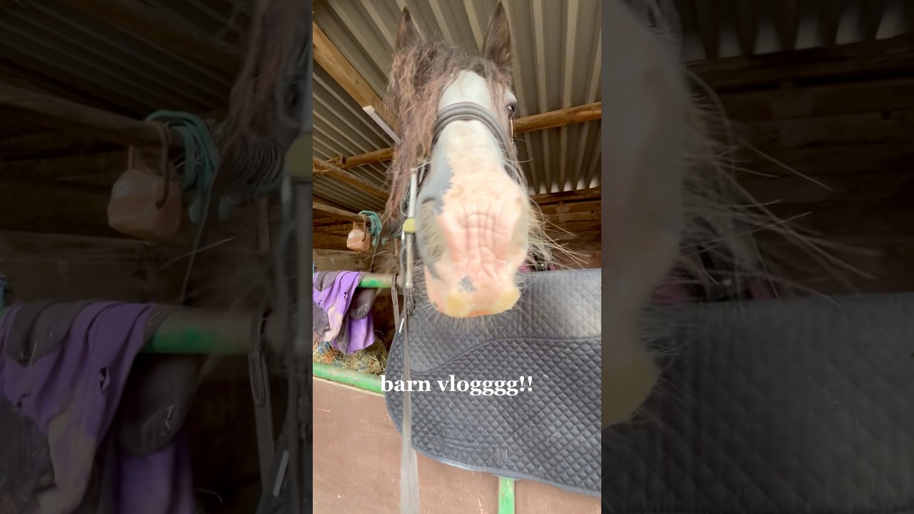 barn vlog #horse #horseriding #horses #equestrian #pony #rideformeg