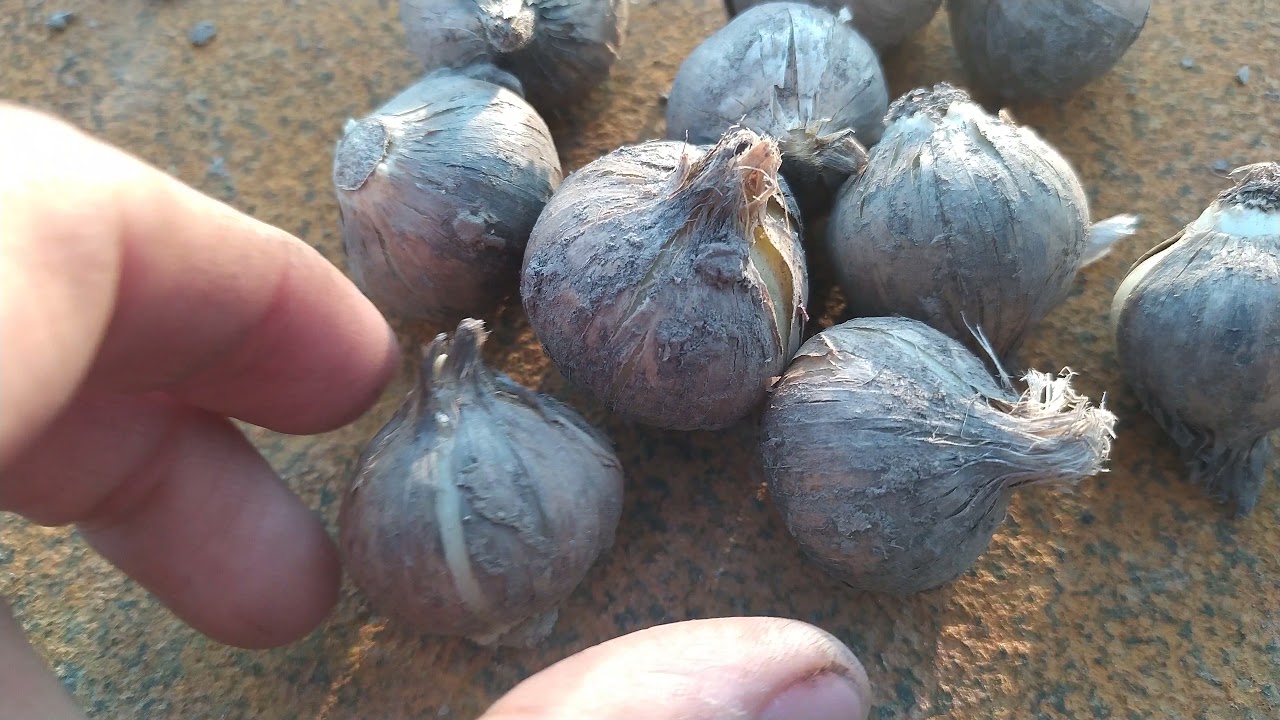 Рокамболь от 