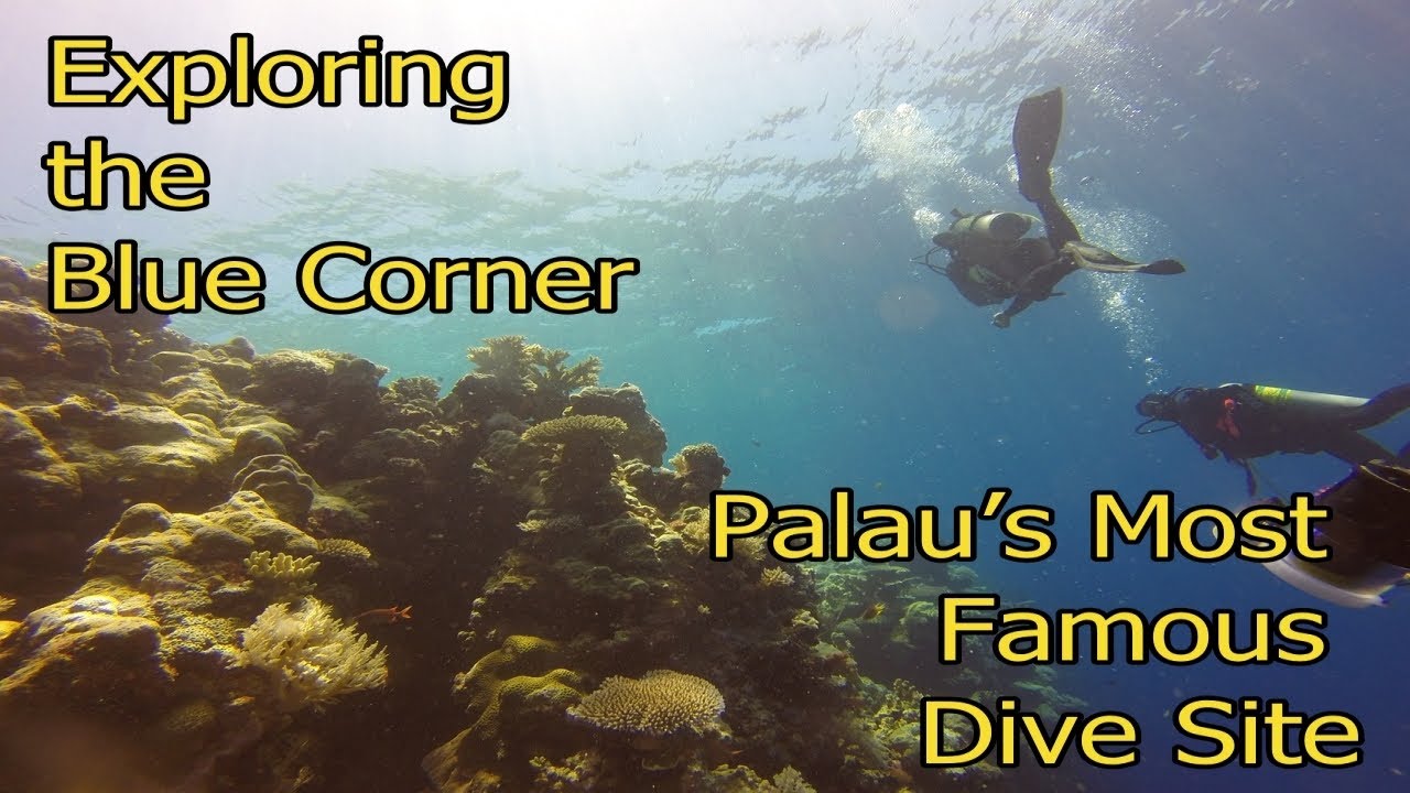 Exploring the Blue Corner: Palau&rsquo;s Most Famous Dive Site