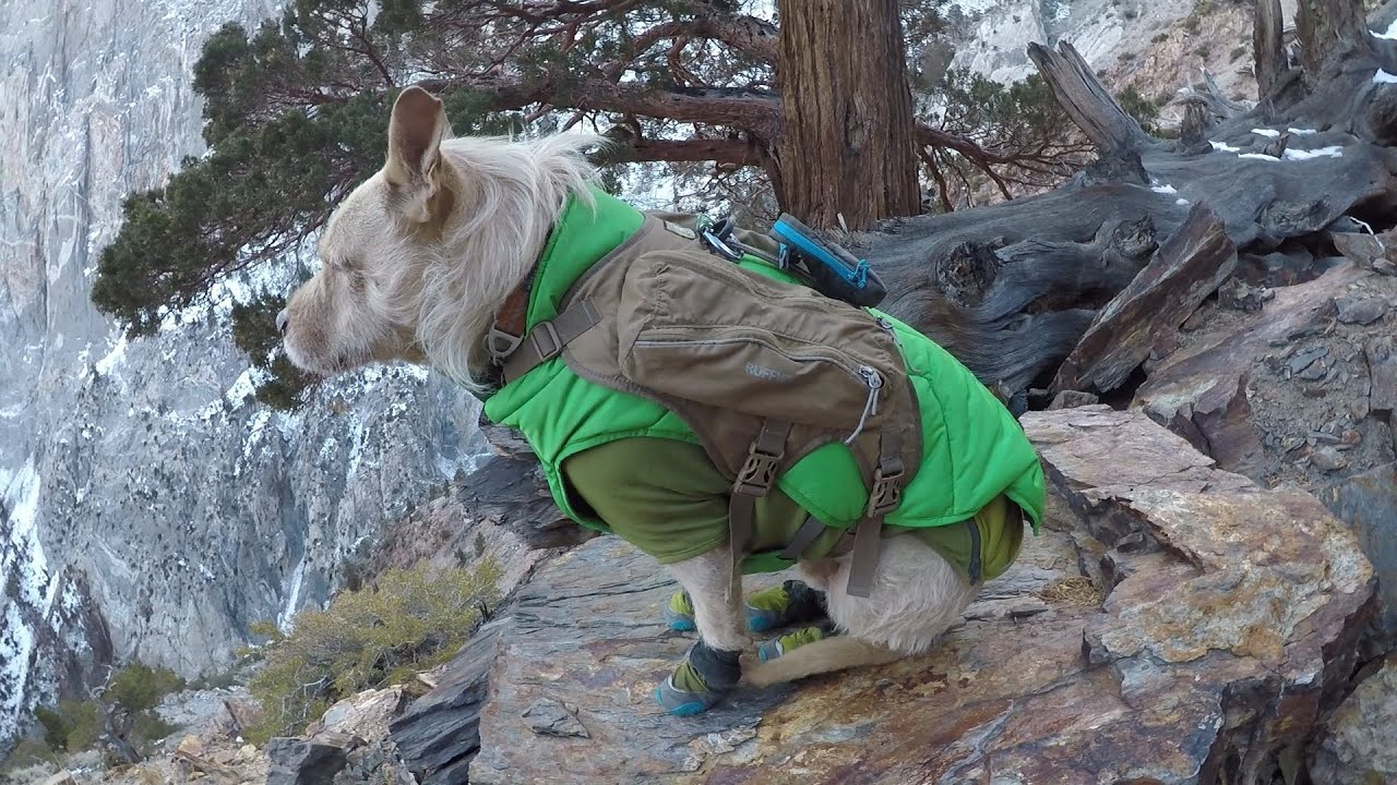 Traildog Testing: Ruffwear Polar Trex Boots, Powder Hound Jacket and Singletrak Backpack