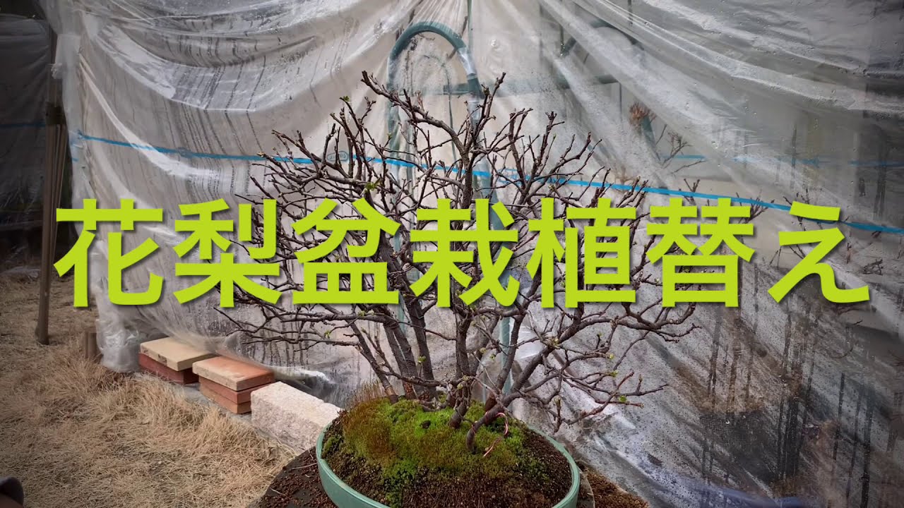 花梨盆栽の植替え Bonsai Chinese quince
