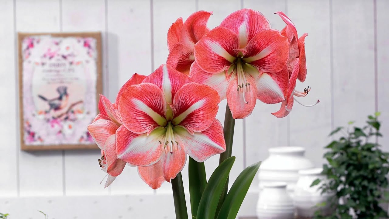 The Garden Gurus - Healthy Soils Healthy Plants Bulb Planting - Hippeastrum