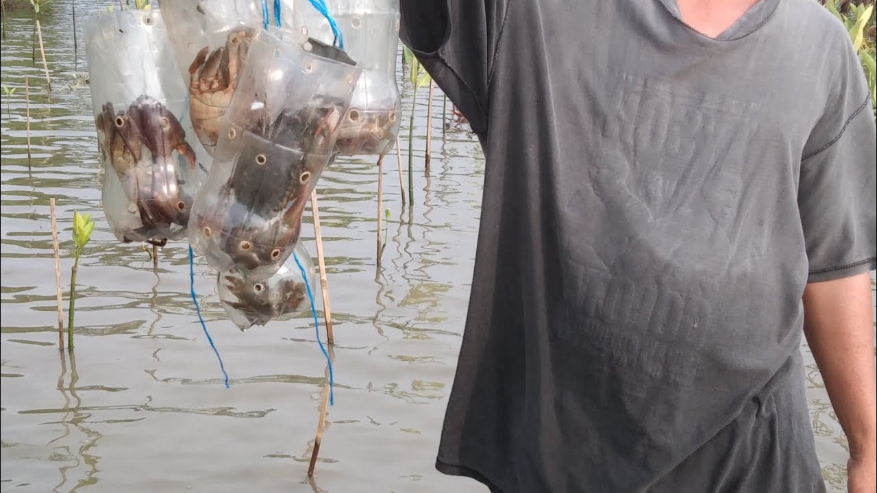 PAG GAWA NG ALIMANGO TRAP O BOBO KUNG TAWAGIN / GAMIT ANG 1.5 EMPTY BATTLES