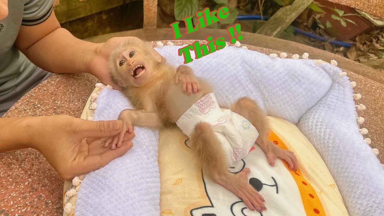 Baby Monkey Lulu Can&rsquo;t Go Out to Play &mdash; Dad Comforts Her in the Sweetest Way!
