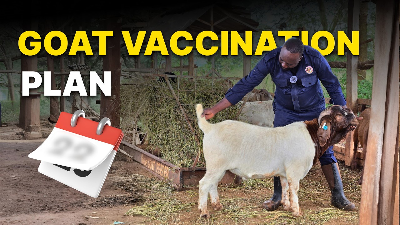 The goats vaccination chart ( How often should we vaccinate )