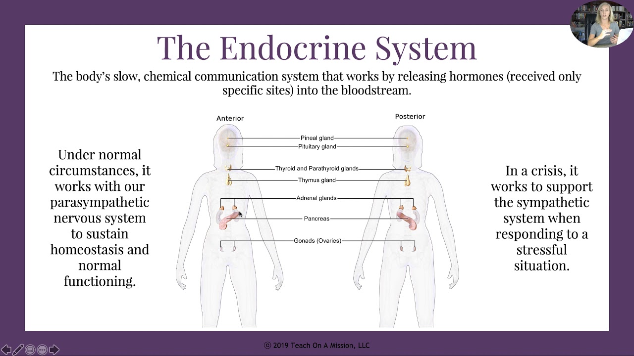 Endocrine System Flipped Notes for AP Psychology by Mandy Rice