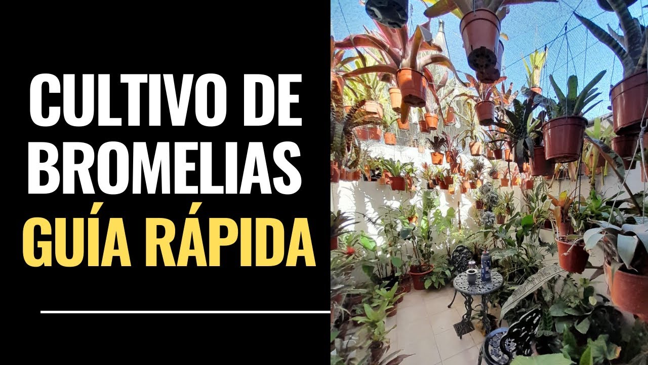✅️¡No Te Pierdas! La Guía Más Rápida y Completa sobre BROMELIAS