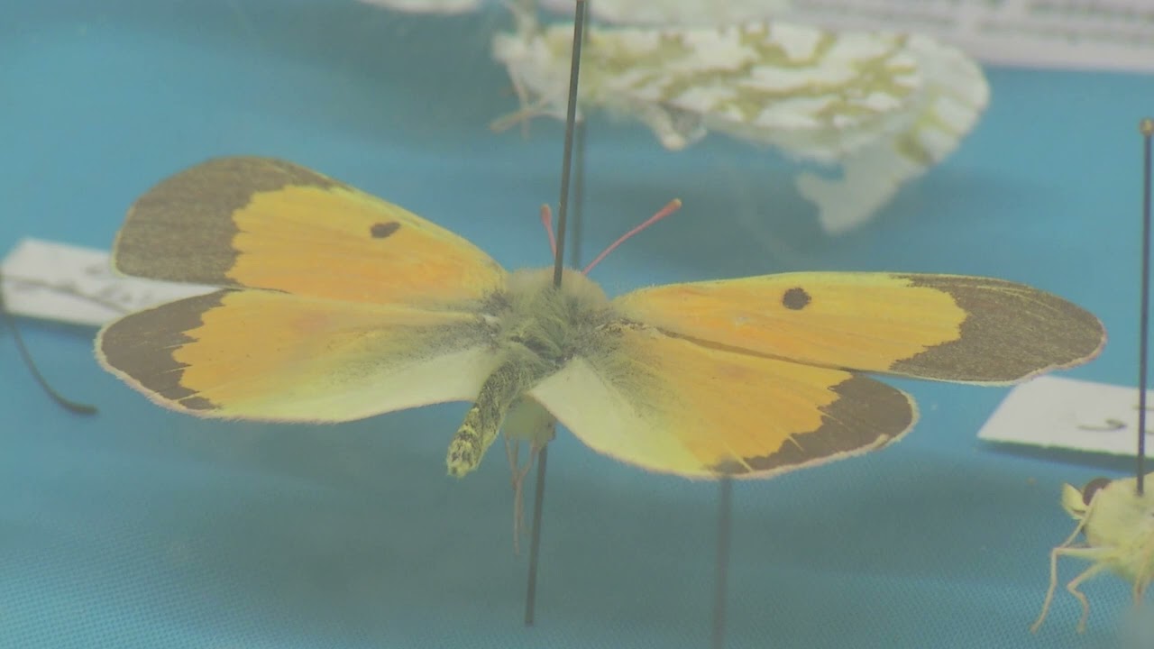 Living Prairie Museum