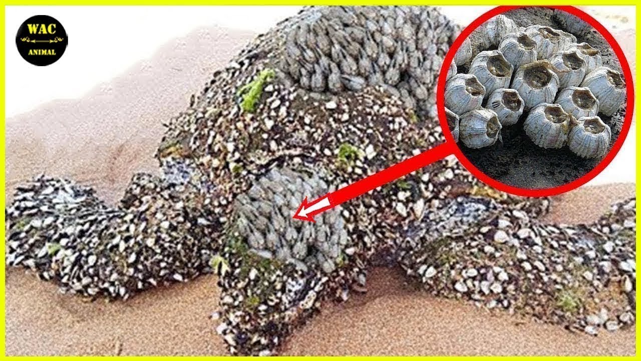 50 Animals That Asked People for Help & Kindness! Save Sea Turtles Removing Barnacles ! #131