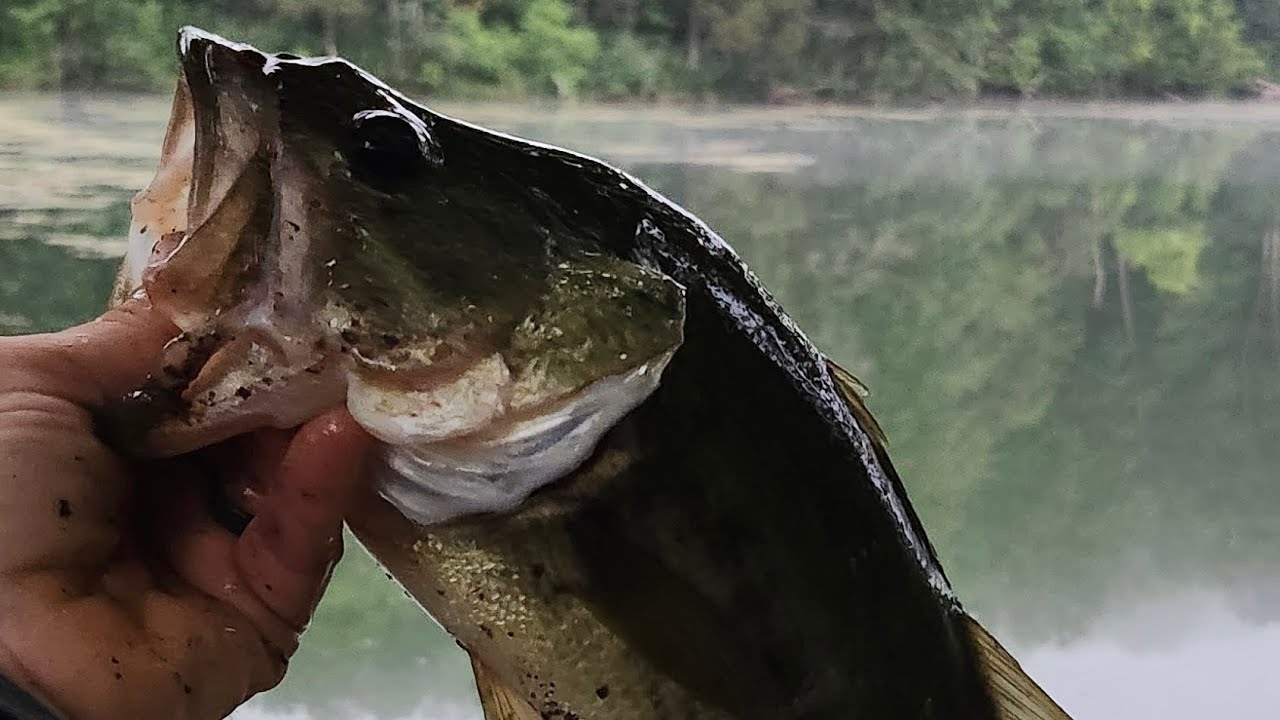Mullet Jig Double