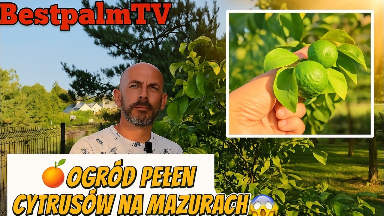BestpalmTV. 🍋 Ogr&oacute;d pełen cytrus&oacute;w na Mazurach! Jak uprawiać cytryny i pomarańcze w Polsce 🇵🇱