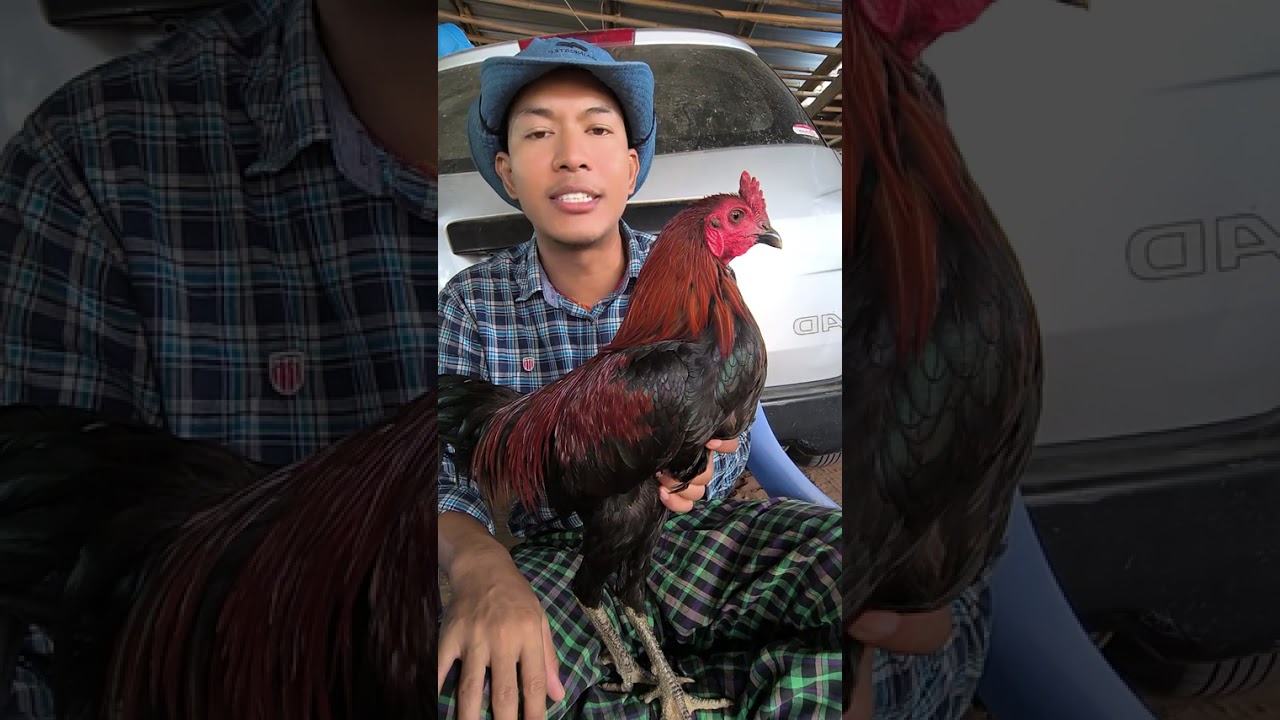ညီကိုတွေ လေးစားလျက်ပါ#တိုက်ကြက် 🐔