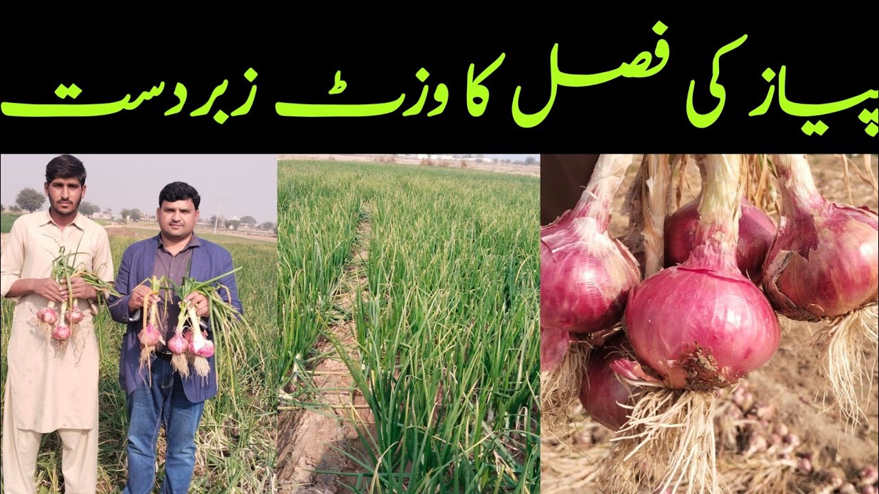 اس کمپنی کا پیاز آیا اور چھا گیا تلہ گنگ پیاز فیلڈ وزٹ زبردست پروڈکشن زبردست وارئٹی 