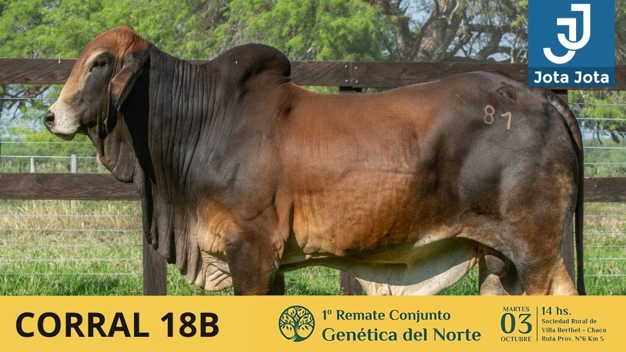 CORRAL 18 B JOTA JOTA 81
