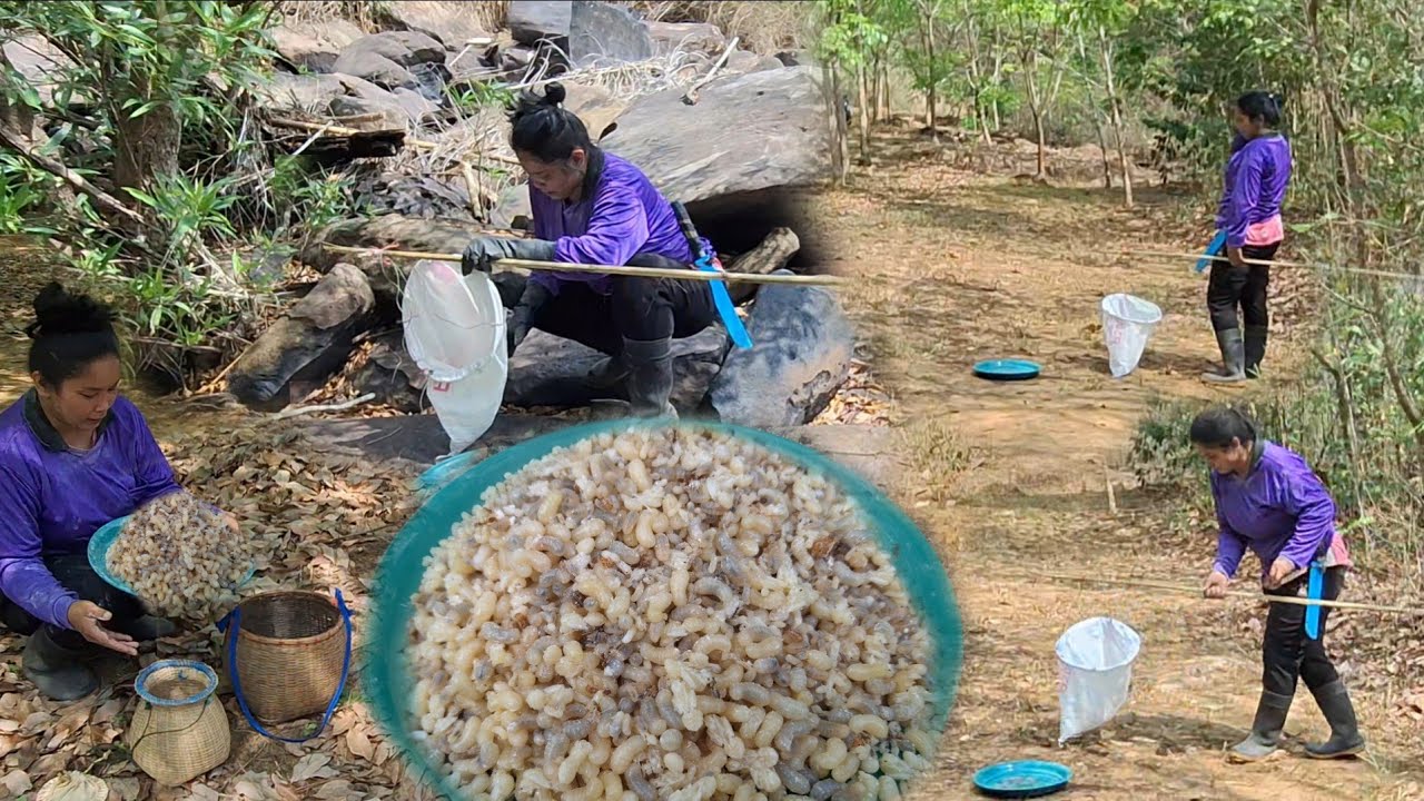 อลังการสุดๆ!!แหย่ไข่มดแดงชายภูเขา มีแต่รังไข่ต่งๆใหญ่ๆหมานสุดๆจนเต็มถาด