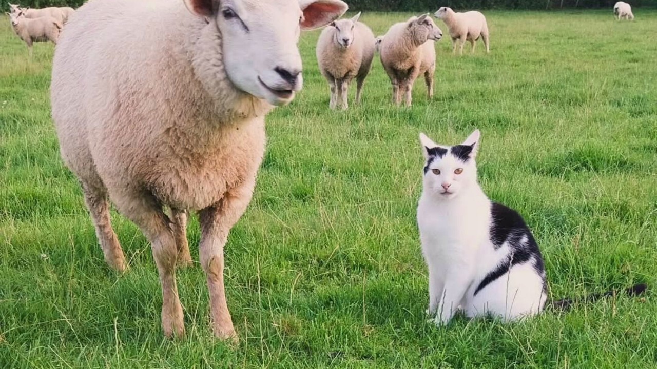 The cat who thinks the flock is his.