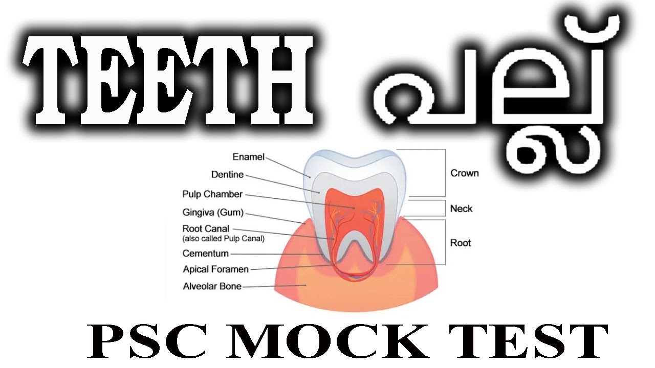 പല്ല്/ TEETH/ PSC MOCK TEST/ HUMAN BODY / DIGESTIVE SYSTEM/ദഹനവ്യവസ്ഥ