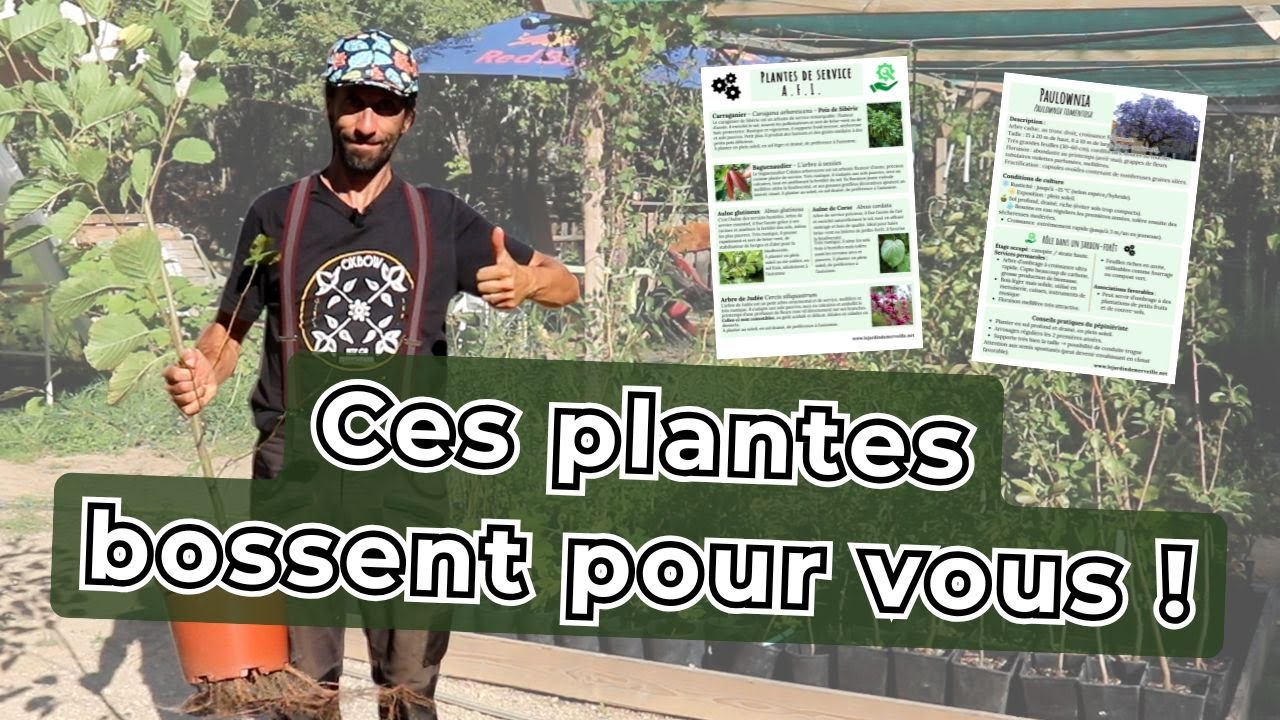 Ces plantes que tout le monde oublie dans son jardin...