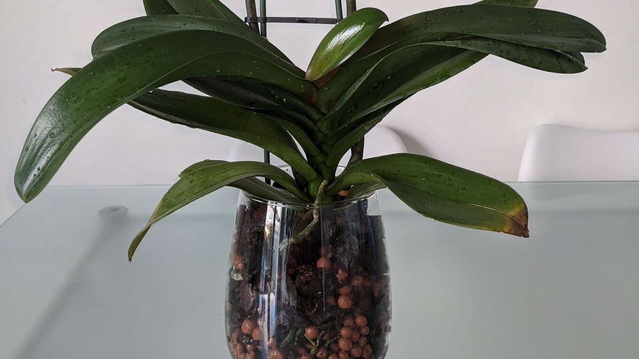 Phalaenopsis em vaso de vidro, vamos aprender? 🥰