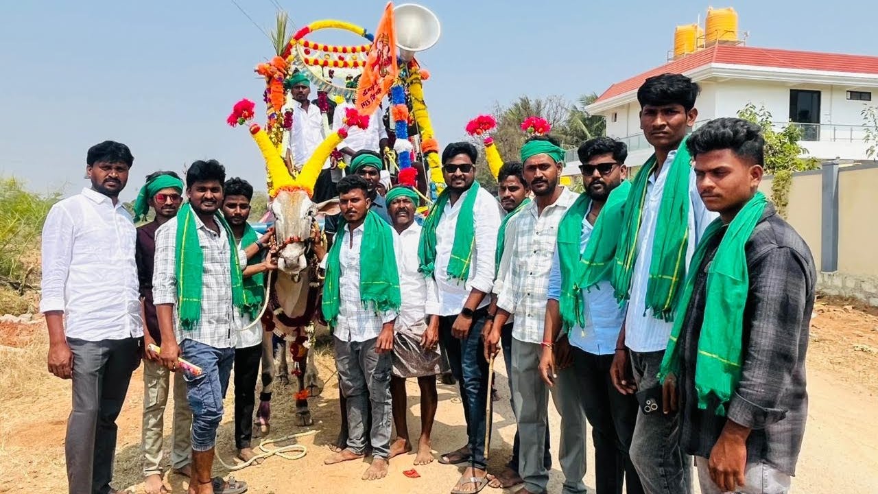 Vengannagari Bulls Nagalagubbala Mudigubba Veeranarayana Swamy Festival Mahashivratri Special #bull 