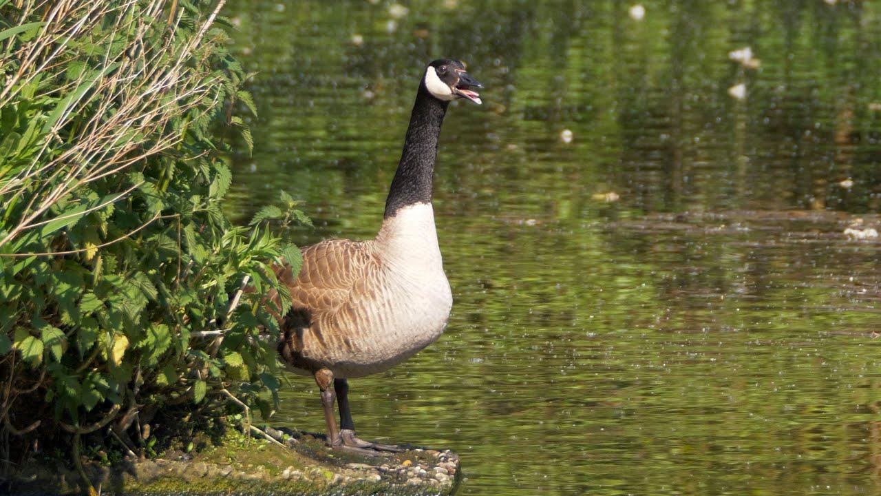 Canada Goose Calling