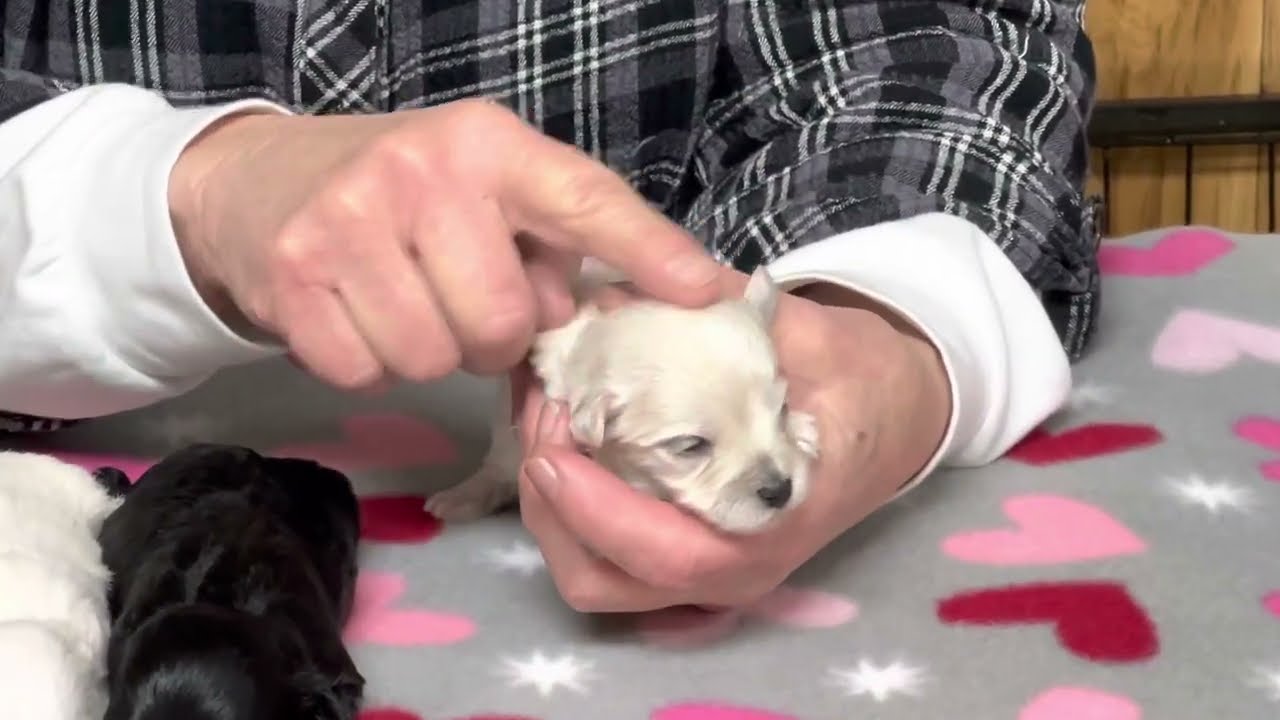 Born Christmas Day Pearl  & Macho are the parents of 5 little Schnoodles  January 10, 2023