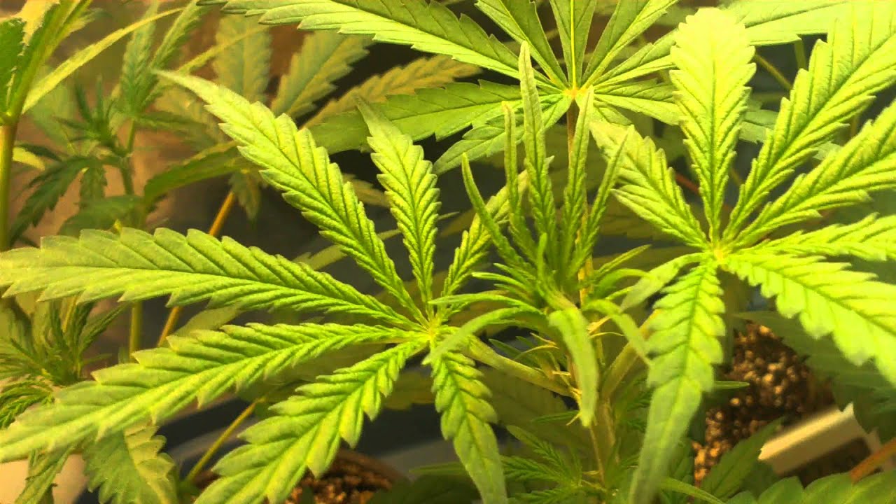 Mini CFL Grow week 4 Flowering