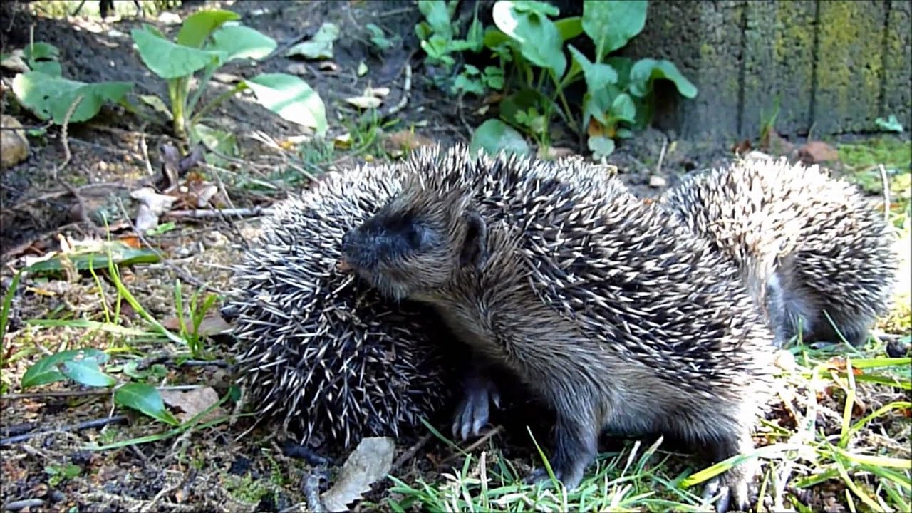 Hedgehog family in the garden 2010