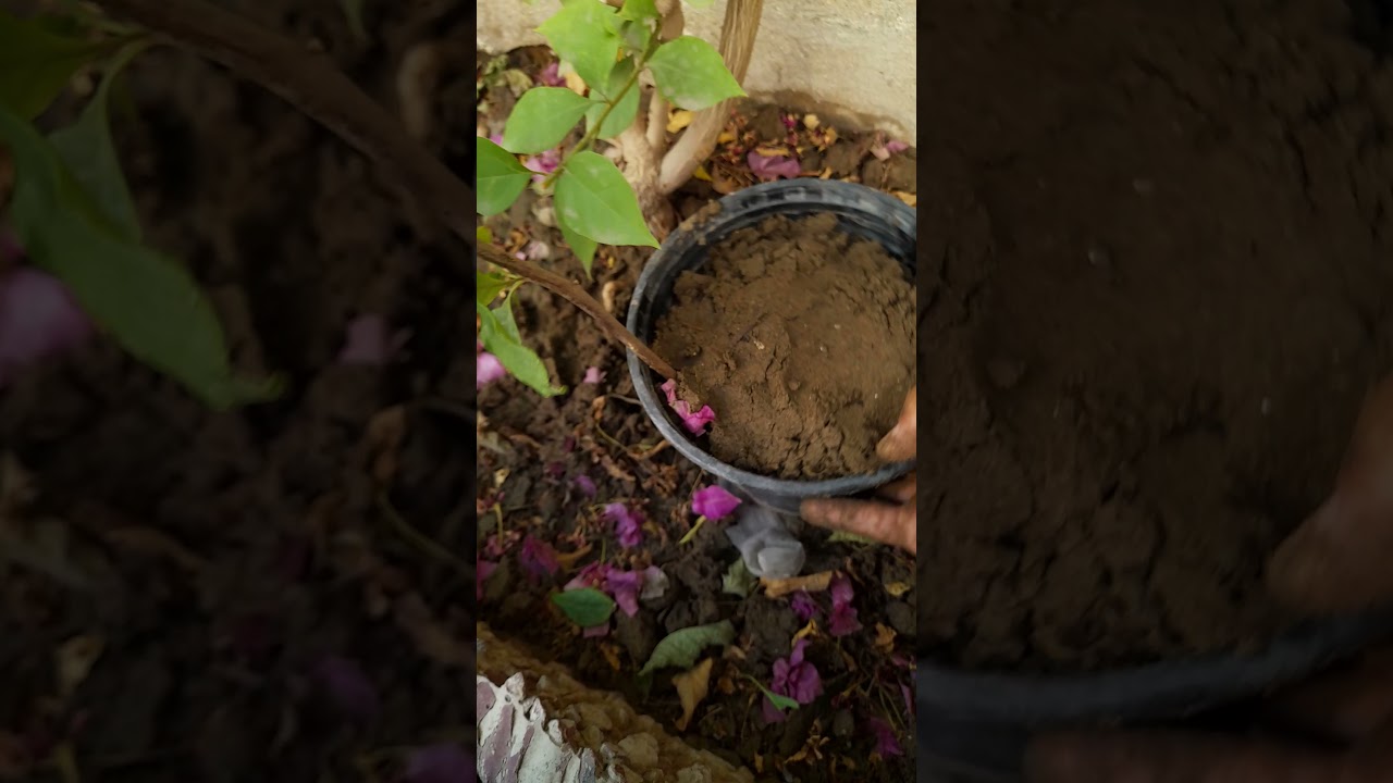 ترقيد ياسمين احمر