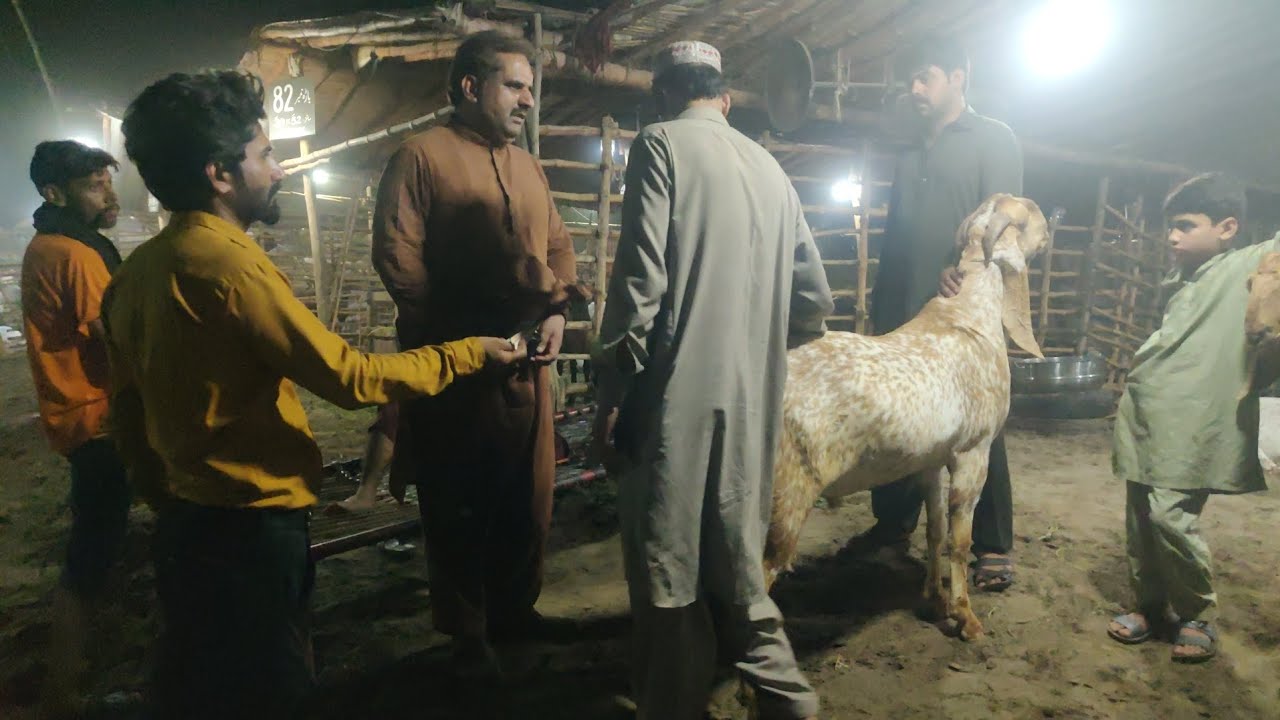 Night view mandi mandi ma Kafi deal ho rai hai lahore mandi lovers