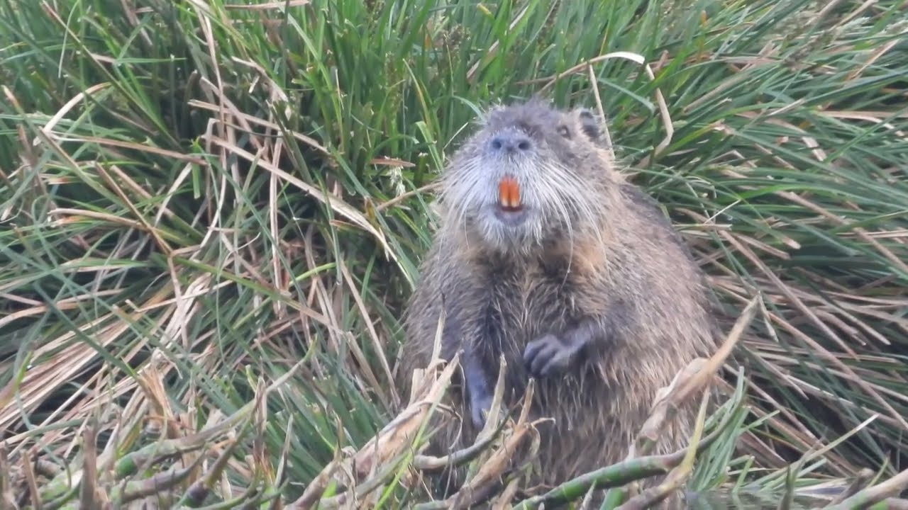 Pan d'eau   Côtes d'Armor
