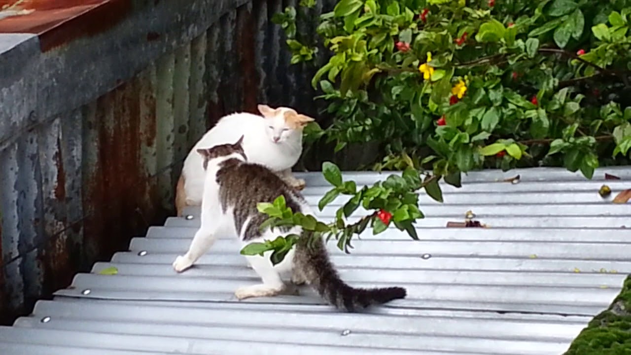 Three cats fighting in the roof