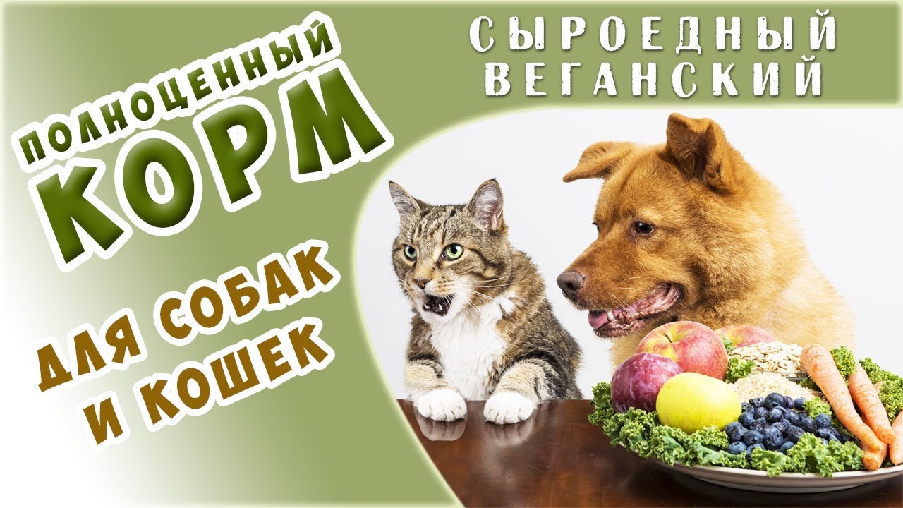 Лучшие в Мире Веганские СЕ Корма для КОШЕК и СОБАК - впервые в России! Сенсация!
