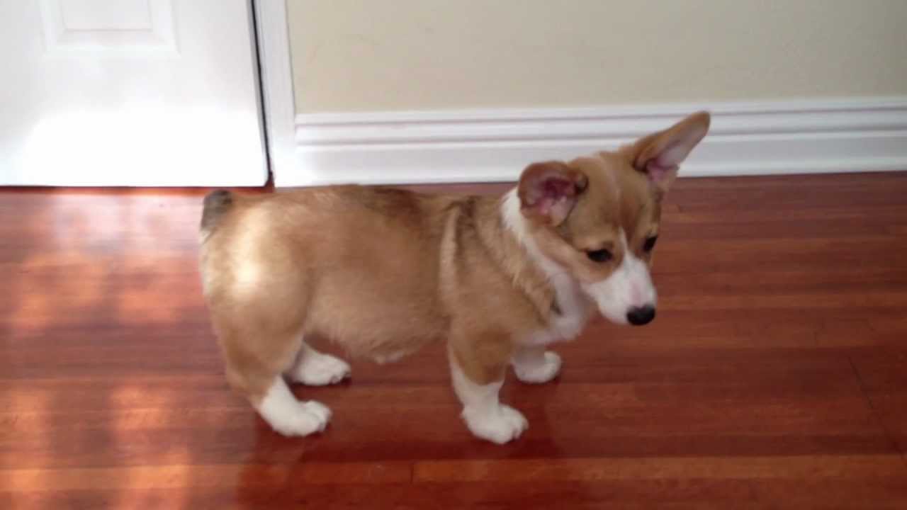 Corgi FRAP Under the Bed