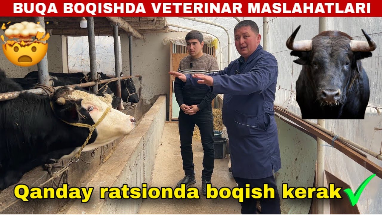 Mol boqishda veterinar maslahati: Ko‘pchilik qiladigan xatolar va to‘g‘ri yo‘l