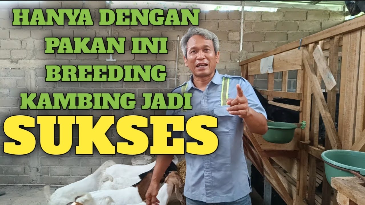 PAKAN TAMBAHAN+PAKAN SILASE UNTUK BREEDING !!