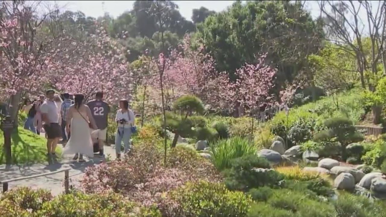 Заключительный день фестиваля цветения сакуры