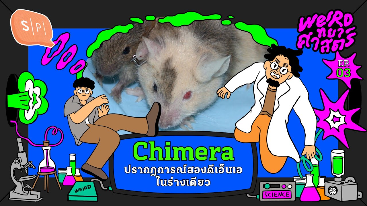 Chimera ปรากฏการณ์สองดีเอ็นเอในร่างเดียว | Weirdทยาศาสตร์ EP03