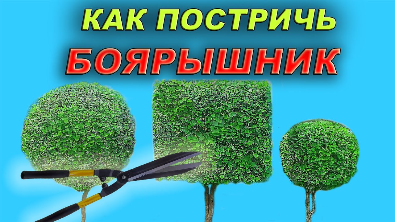 Узнай как постричь боярышник. Топиарные формы в саду.
