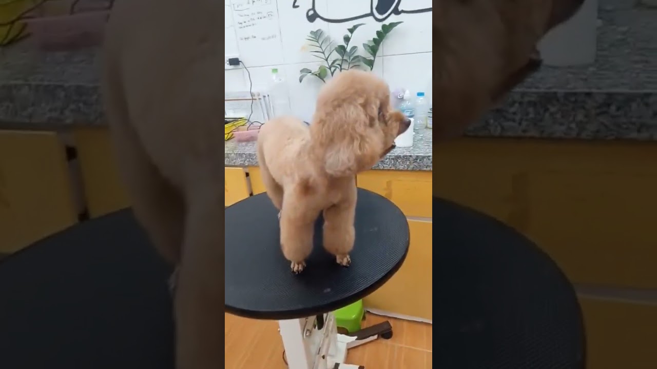 cute poodle #poodle #pet #cutepet #vn2girl #vn2.com #vn2 #vn2com #hanoi #vietnam